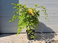 Japanse esdoorn - acer cascade gold - hoogte ca. 60cm - afbeelding 1 van  3