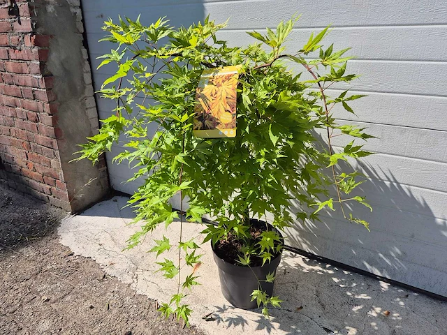 Japanse esdoorn - acer cascade gold - hoogte ca. 60cm - afbeelding 2 van  3