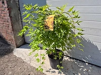Japanse esdoorn - acer cascade gold - hoogte ca. 60cm - afbeelding 2 van  3