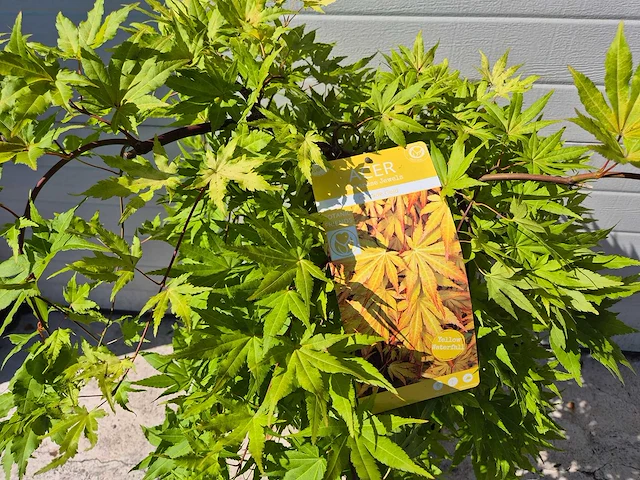 Japanse esdoorn - acer cascade gold - hoogte ca. 60cm - afbeelding 3 van  3