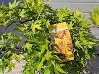 Japanse esdoorn - acer cascade gold - hoogte ca. 60cm - afbeelding 3 van  3