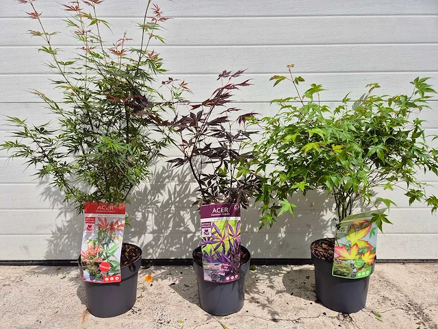 Japanse esdoorn - acer mix - hoogte ca. 60cm (3x) - afbeelding 1 van  3
