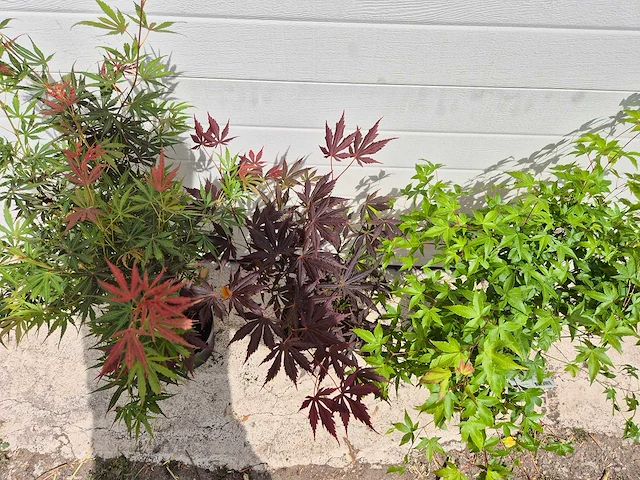 Japanse esdoorn - acer mix - hoogte ca. 60cm (3x) - afbeelding 2 van  3