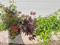 Japanse esdoorn - acer mix - hoogte ca. 60cm (3x) - afbeelding 2 van  3