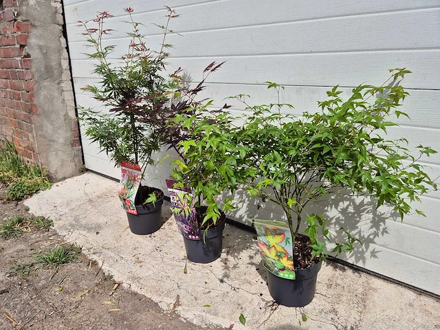 Japanse esdoorn - acer mix - hoogte ca. 60cm (3x) - afbeelding 3 van  3