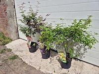 Japanse esdoorn - acer mix - hoogte ca. 60cm (3x) - afbeelding 3 van  3