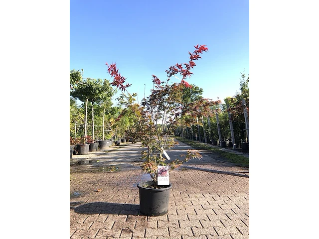 Japanse esdoorn acer 'atropurpureum', sierheester, rood blad, ca. 125 cm hoog - afbeelding 1 van  1