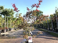 Japanse esdoorn acer 'atropurpureum', sierheester, rood blad, ca. 125 cm hoog - afbeelding 1 van  1