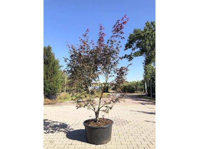 Japanse esdoorn acer 'bloodgood', meerstammig, rood blad, ca. 175 cm hoog - afbeelding 1 van  2