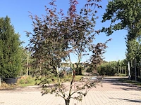 Japanse esdoorn acer 'bloodgood', meerstammig, rood blad, ca. 175 cm hoog - afbeelding 1 van  2