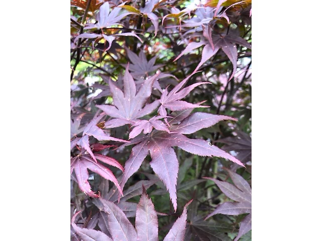 Japanse esdoorn acer 'bloodgood', meerstammig, rood blad, ca. 175 cm hoog - afbeelding 2 van  2
