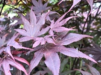 Japanse esdoorn acer 'bloodgood', meerstammig, rood blad, ca. 175 cm hoog - afbeelding 2 van  2