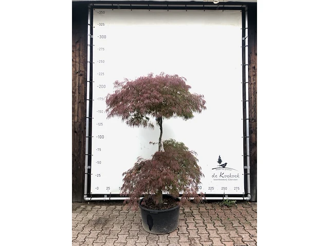 Japanse esdoorn acer 'garnet', karakterboom, roodbladig, ca. 2 m hoog - afbeelding 1 van  1