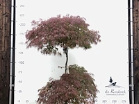 Japanse esdoorn acer 'garnet', karakterboom, roodbladig, ca. 2 m hoog - afbeelding 1 van  1