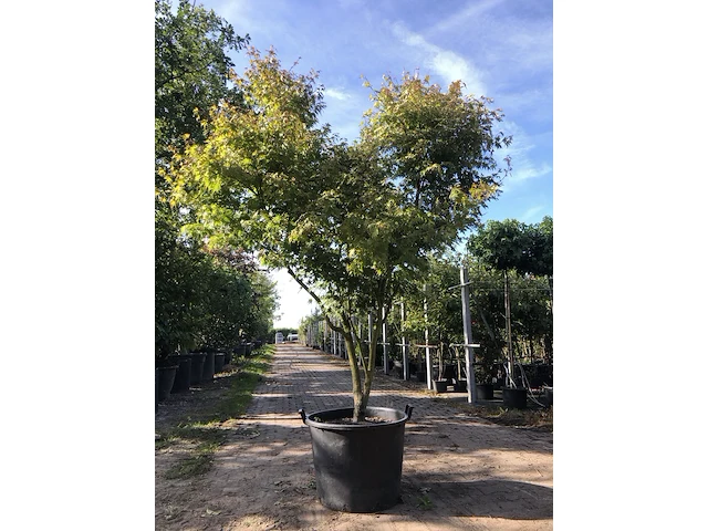 Japanse esdoorn acer 'oridono-nishiki', meerstammig, roze bladtinten, ca. 250 cm hoog - afbeelding 1 van  1