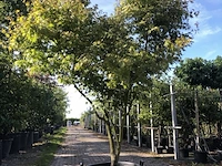 Japanse esdoorn acer 'oridono-nishiki', meerstammig, roze bladtinten, ca. 250 cm hoog - afbeelding 1 van  1