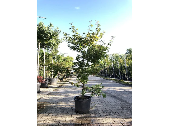 Japanse esdoorn acer 'osakazuki', sierheester, rode herfstkleur, ca. 150 cm - afbeelding 1 van  1