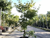 Japanse esdoorn acer 'osakazuki', sierheester, rode herfstkleur, ca. 150 cm - afbeelding 1 van  1