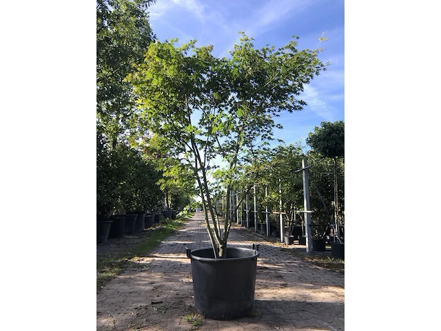 Japanse esdoorn acer palmatum, meerstammig, rode herfstkleur, ca. 250 cm hoog - afbeelding 1 van  1