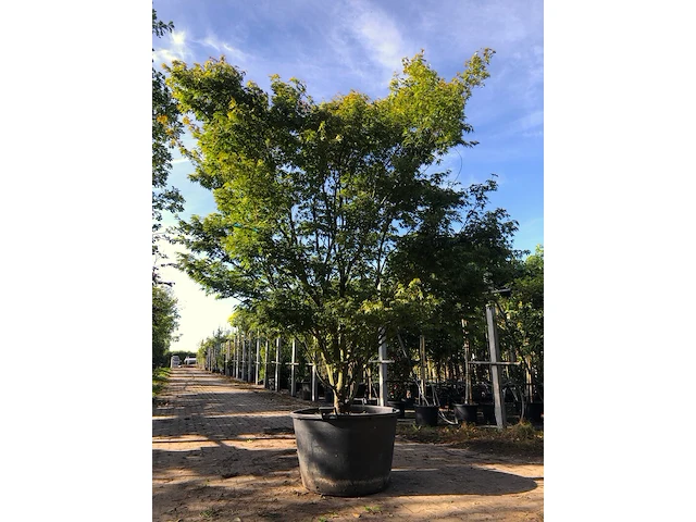 Japanse esdoorn acer palmatum, meerstammig, rode herfstkleur, ca. 300 cm hoog - afbeelding 1 van  1
