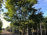 Japanse esdoorn acer palmatum, meerstammig, rode herfstkleur, ca. 300 cm hoog - afbeelding 1 van  1