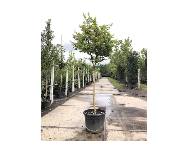 Japanse esdoorn acer 'sangokaku', solitair, geeloranje herfstkleur, ca. 250 cm hoog - afbeelding 1 van  2
