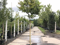 Japanse esdoorn acer 'sangokaku', solitair, geeloranje herfstkleur, ca. 250 cm hoog - afbeelding 1 van  2