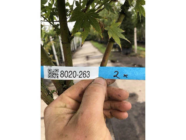 Japanse esdoorn acer 'sangokaku', solitair, geeloranje herfstkleur, ca. 250 cm hoog - afbeelding 2 van  2