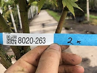 Japanse esdoorn acer 'sangokaku', solitair, geeloranje herfstkleur, ca. 250 cm hoog - afbeelding 2 van  2