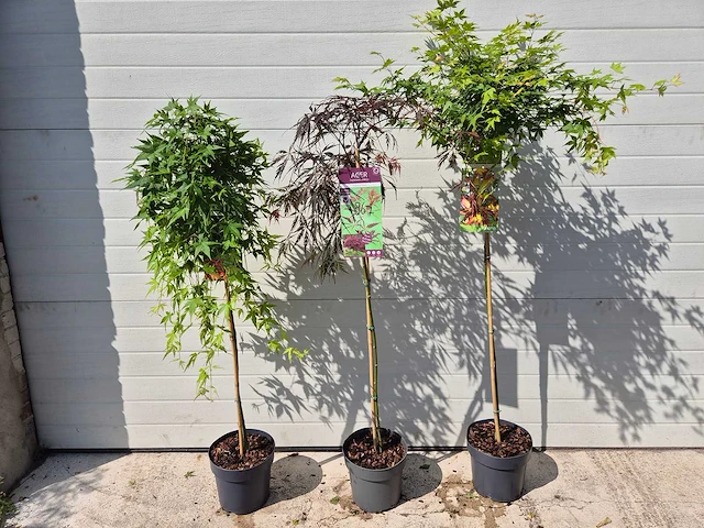 Japanse esdoorn mix op stam xl - acer - hoogte ca. 120cm (3x) - afbeelding 1 van  4