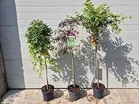 Japanse esdoorn mix op stam xl - acer - hoogte ca. 120cm (3x) - afbeelding 1 van  4