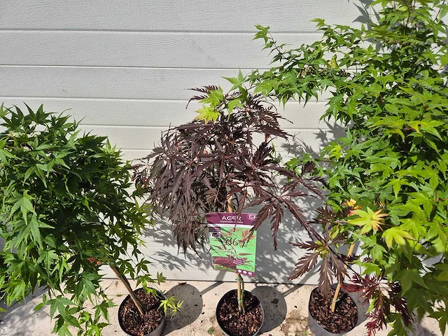 Japanse esdoorn mix op stam xl - acer - hoogte ca. 120cm (3x) - afbeelding 2 van  4