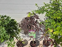 Japanse esdoorn mix op stam xl - acer - hoogte ca. 120cm (3x) - afbeelding 2 van  4