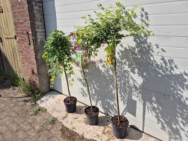 Japanse esdoorn mix op stam xl - acer - hoogte ca. 120cm (3x) - afbeelding 3 van  4