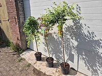 Japanse esdoorn mix op stam xl - acer - hoogte ca. 120cm (3x) - afbeelding 3 van  4