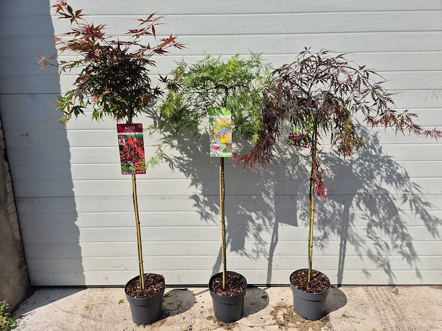 Japanse esdoorn mix op stam xl - acer - hoogte ca. 120cm (3x) - afbeelding 4 van  4