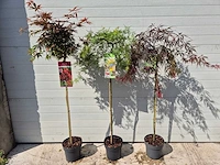 Japanse esdoorn mix op stam xl - acer - hoogte ca. 120cm (3x) - afbeelding 4 van  4