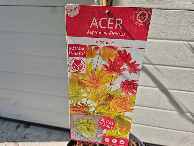 Japanse esdoorn stam - acer moonrise - hoogte ca. 120cm - afbeelding 2 van  5