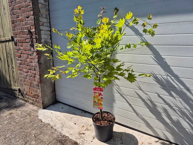 Japanse esdoorn stam - acer moonrise - hoogte ca. 120cm - afbeelding 3 van  5