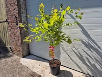 Japanse esdoorn stam - acer moonrise - hoogte ca. 120cm - afbeelding 3 van  5