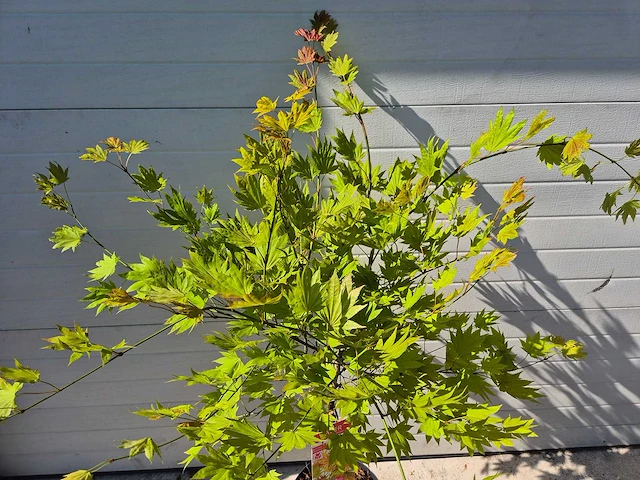 Japanse esdoorn stam - acer moonrise - hoogte ca. 120cm - afbeelding 4 van  5