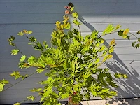 Japanse esdoorn stam - acer moonrise - hoogte ca. 120cm - afbeelding 4 van  5