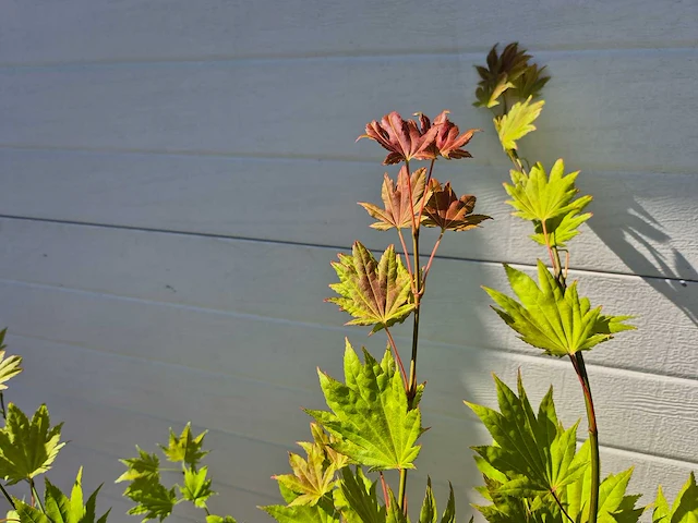 Japanse esdoorn stam - acer moonrise - hoogte ca. 120cm - afbeelding 5 van  5