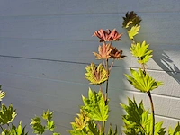Japanse esdoorn stam - acer moonrise - hoogte ca. 120cm - afbeelding 5 van  5
