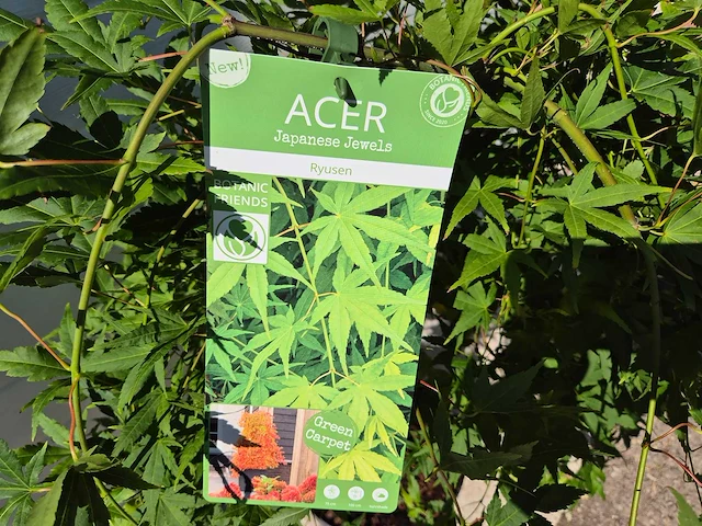 Japanse esdoorn stam - acer ryusen - hoogte ca. 100cm - afbeelding 2 van  4