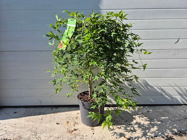 Japanse esdoorn stam - acer ryusen - hoogte ca. 100cm - afbeelding 1 van  4