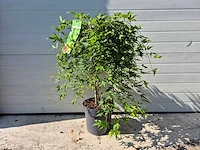 Japanse esdoorn stam - acer ryusen - hoogte ca. 100cm - afbeelding 1 van  4