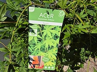 Japanse esdoorn stam - acer ryusen - hoogte ca. 100cm - afbeelding 2 van  4