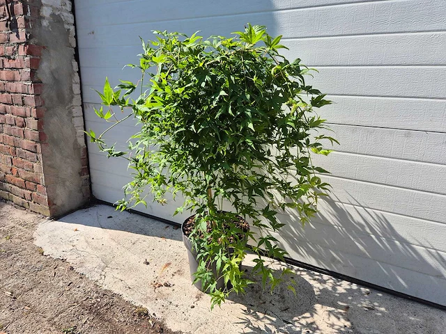 Japanse esdoorn stam - acer ryusen - hoogte ca. 100cm - afbeelding 3 van  4
