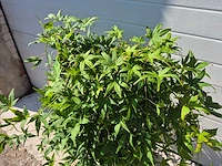 Japanse esdoorn stam - acer ryusen - hoogte ca. 100cm - afbeelding 4 van  4